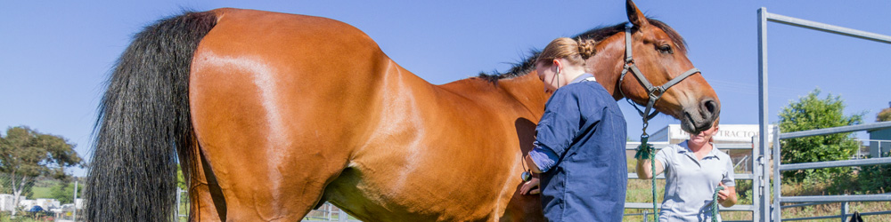 Equine Veterinary Care